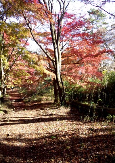 紅葉の道